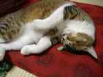 2006_1012猫0010.JPG
